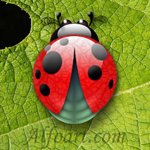 Ladybug